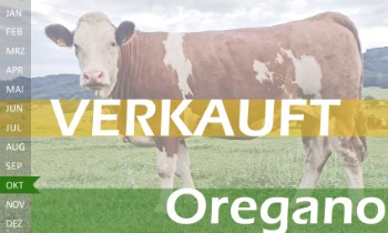 tr�chtige Fleckvieh Kalbin zu verkaufen, beweidet und ruhig
